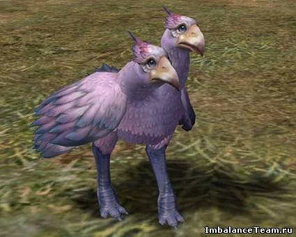 Квест на кукабуру